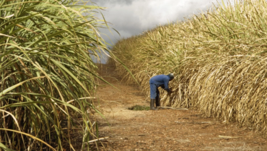 Sugar Price in Kenya Surge Raising Concern