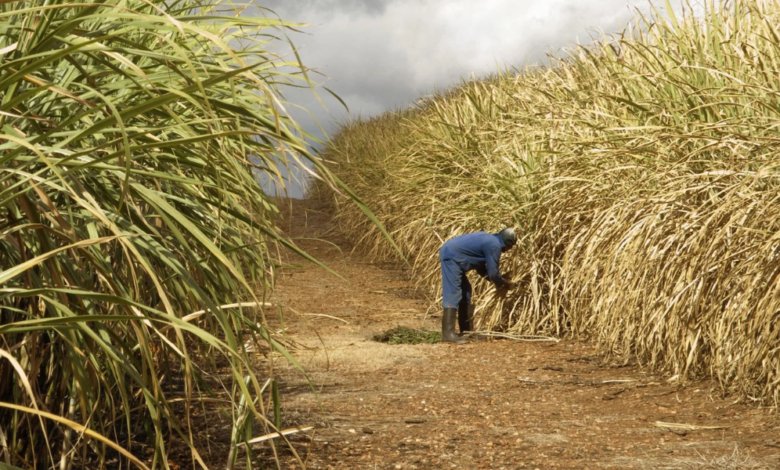 Sugar Price in Kenya Surge Raising Concern