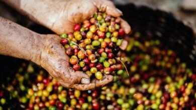 Kenya Sets Aside Ksh.5.9 Billion to Boost Coffee Farming