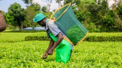 Greenleaf Tea Production boom sees Farmers profits Up 15.2%