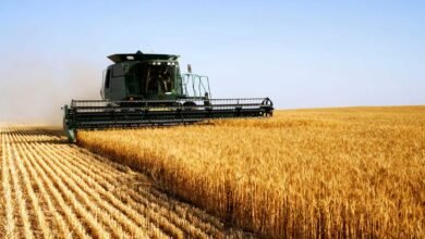 Africa Spends $20 Billion Annually on Wheat Imports - Report