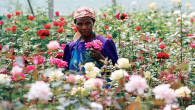 List of African Countries Set to Enjoy UK's Free Tarrif on Flower Export