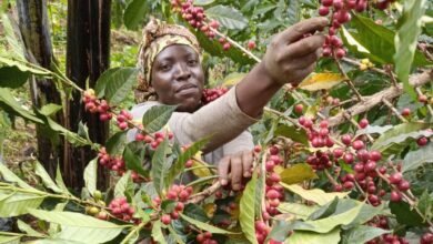 Ugandan Farmers Rip Big as Coffee Prices Continue Surging Globally