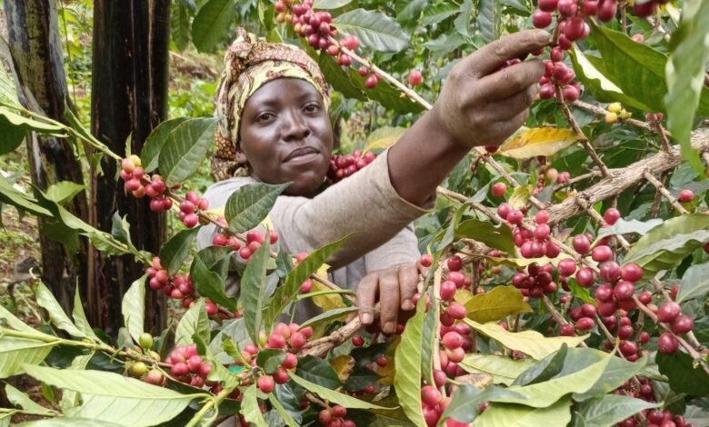 Ugandan Farmers Rip Big as Coffee Prices Continue Surging Globally