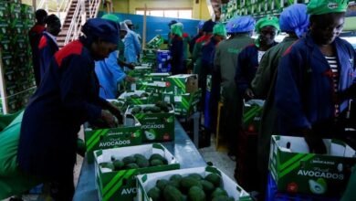 Kenya's Private Sector Sees Robust Growth in May