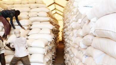 Kenya’s Agriculture Sector Rebounds 7% in 2023