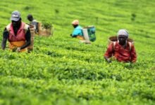 Kapchorua Tea Profit Up 27% to Ksh.399 Million