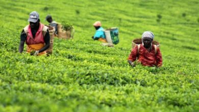 Kapchorua Tea Profit Up 27% to Ksh.399 Million