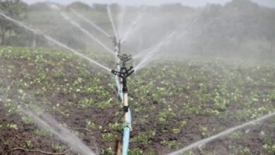 South Africa’s Agricultural Confidence Surges Amid Political Stability