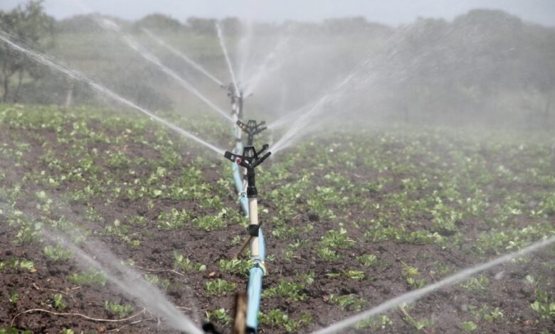 South Africa’s Agricultural Confidence Surges Amid Political Stability