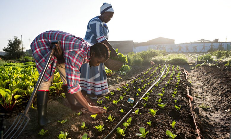 AgDevCo Raises $32M to Support Early-Stage Agro Ventures in Africa