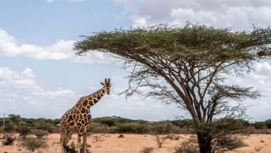 Kenya to Introduce 1% Levy on Park Entry Fees to Boost Wildlife Conservation