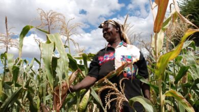 Kenya’s Economy Grows by 4% in Q3 2024, the Slowest Pace Since Early 2021