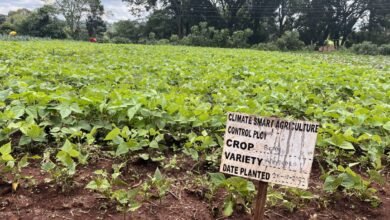 Agroclimatica: Metropol’s Smart Tool Revolutionizing Kenya’s Agricultural Sector