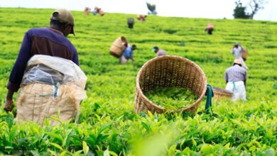Kenya’s Tea Export Earnings Drop 20% in Q1 2025 on Lower Volumes