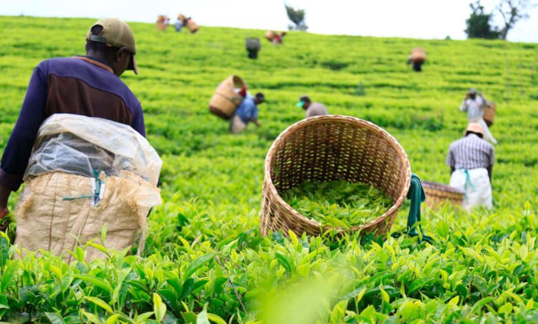 Kenya’s Tea Export Earnings Drop 20% in Q1 2025 on Lower Volumes