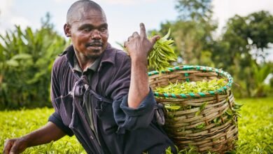 Kenya’s Agriculture Sector Records Ksh.1.7 Trillion Growth in 2024