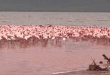How Wildebeest Migrations Feed Flamingos' Pink Plumage