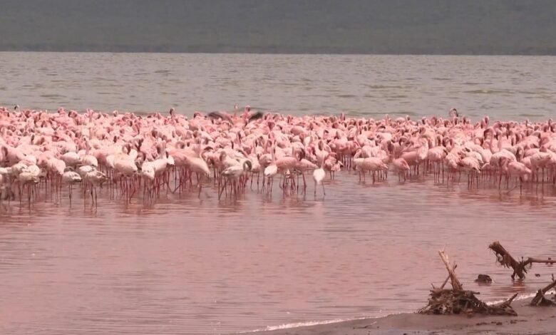 How Wildebeest Migrations Feed Flamingos' Pink Plumage