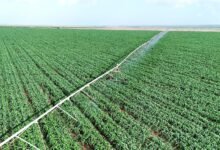 Kenya’s Future Generations Hopeful in Ruto’s Revived Galana Kulalu Under PPP