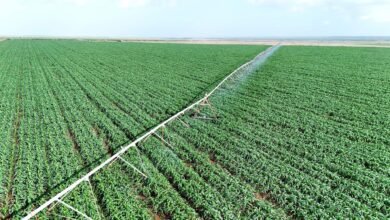 Kenya’s Future Generations Hopeful in Ruto’s Revived Galana Kulalu Under PPP