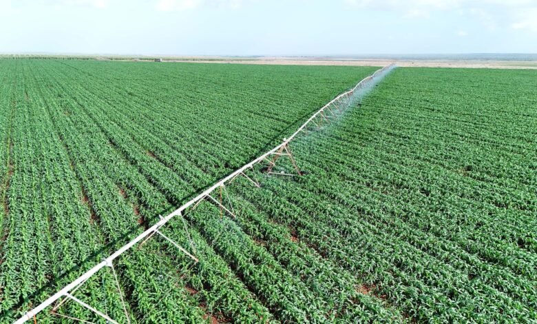 Kenya’s Future Generations Hopeful in Ruto’s Revived Galana Kulalu Under PPP