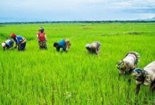 In 2026, paddy production is projected to reach 302,000 metric tonnes, equal to about 181,200 metric tonnes of milled rice, showing strong growth in the sector.