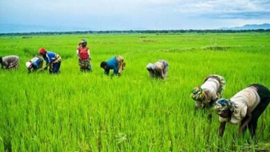 In 2026, paddy production is projected to reach 302,000 metric tonnes, equal to about 181,200 metric tonnes of milled rice, showing strong growth in the sector.