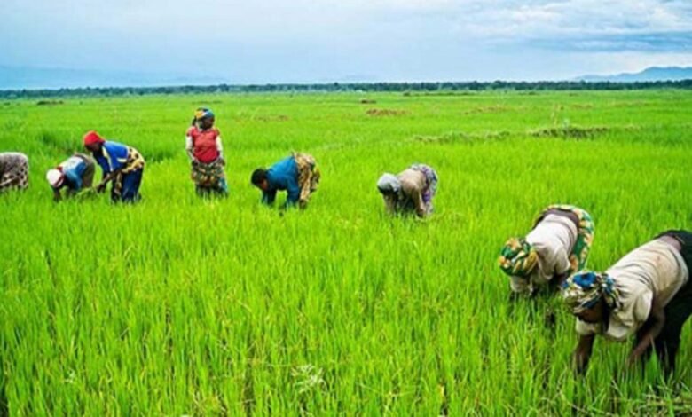 In 2026, paddy production is projected to reach 302,000 metric tonnes, equal to about 181,200 metric tonnes of milled rice, showing strong growth in the sector.